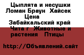 Цыплята и несушки Ломан Браун, Хайсек › Цена ­ 150 - Забайкальский край, Чита г. Животные и растения » Птицы   